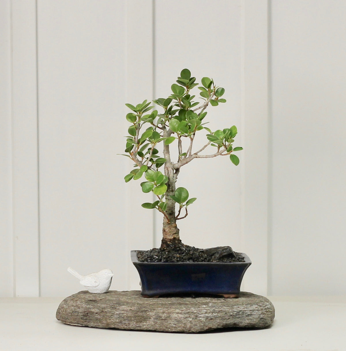 Bonsai Starter Kit - Ficus Green Island - Kenneth - 16cm