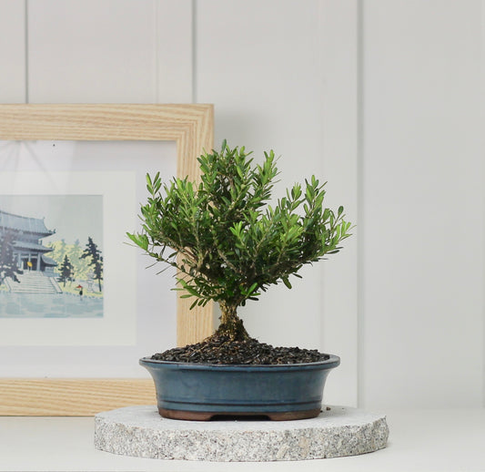 Bonsai - Buxus - Adrienne - 27cm