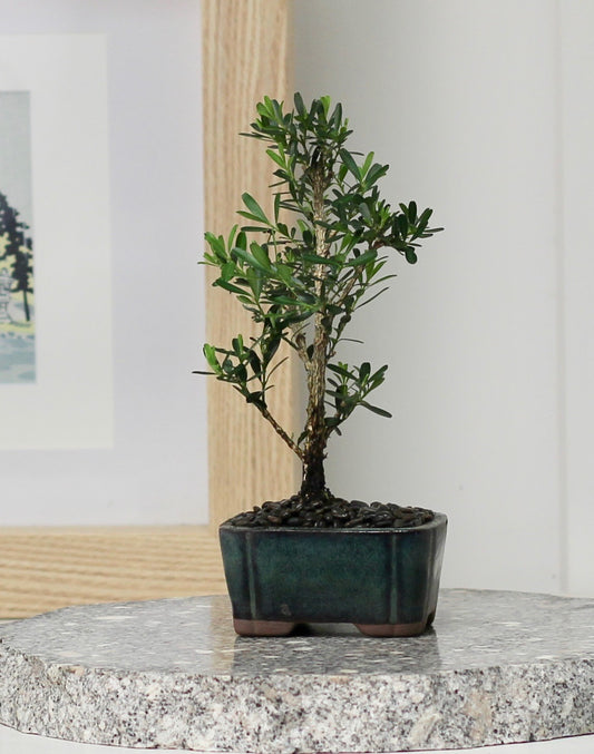 Bonsai - Buxus - Claire - 22cm