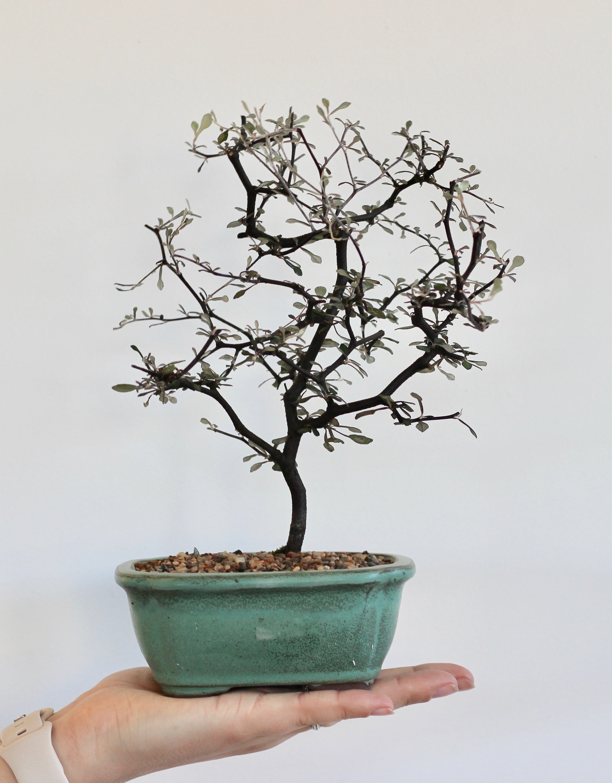 Bonsai - Chinese Elm - Jodee