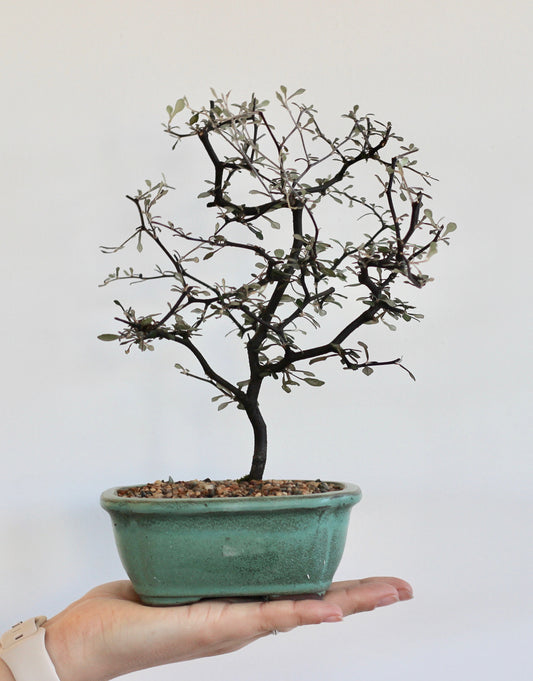 Bonsai - Corokia Cotoneaster - Rebecca - 25cm