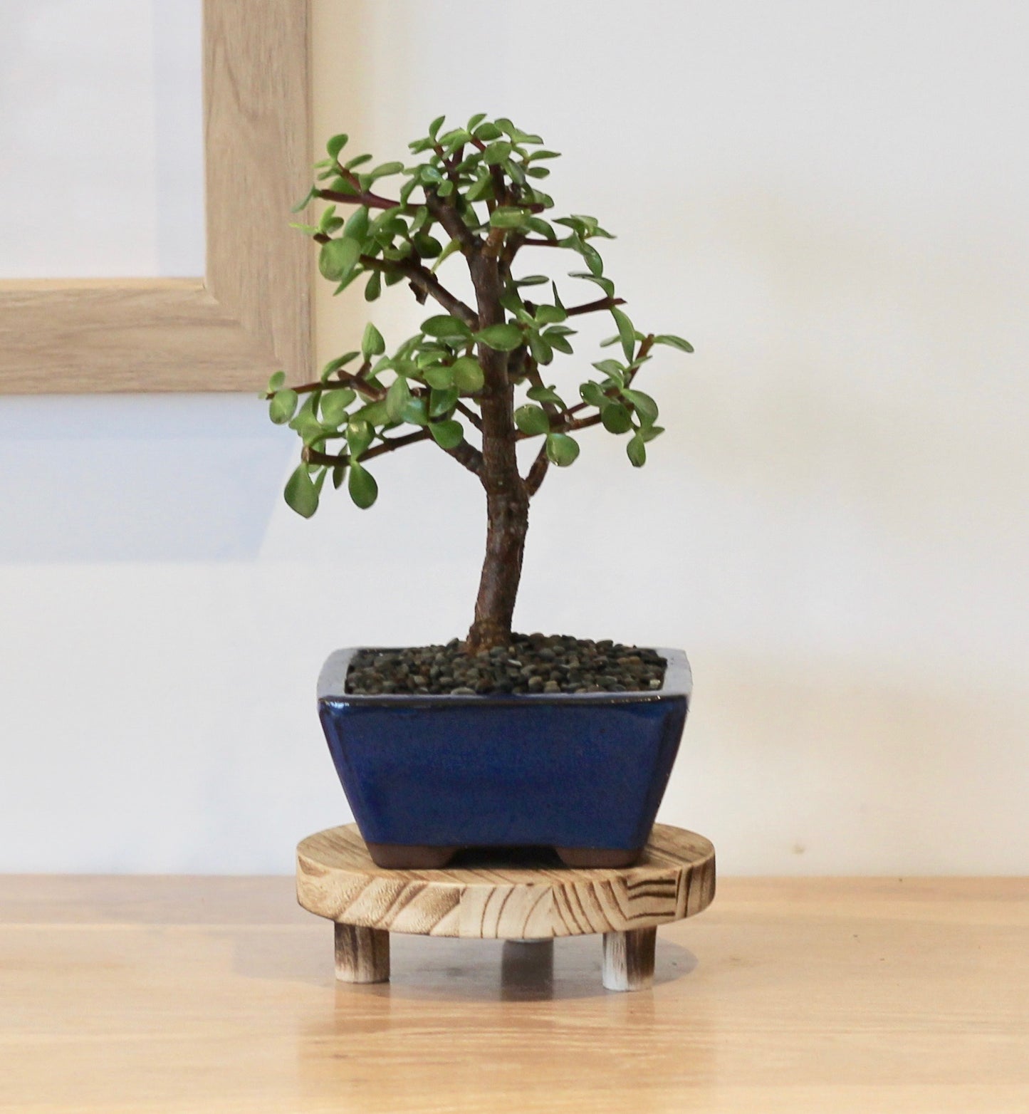 Bonsai - Crassula Ovata - Daphne - 25cm