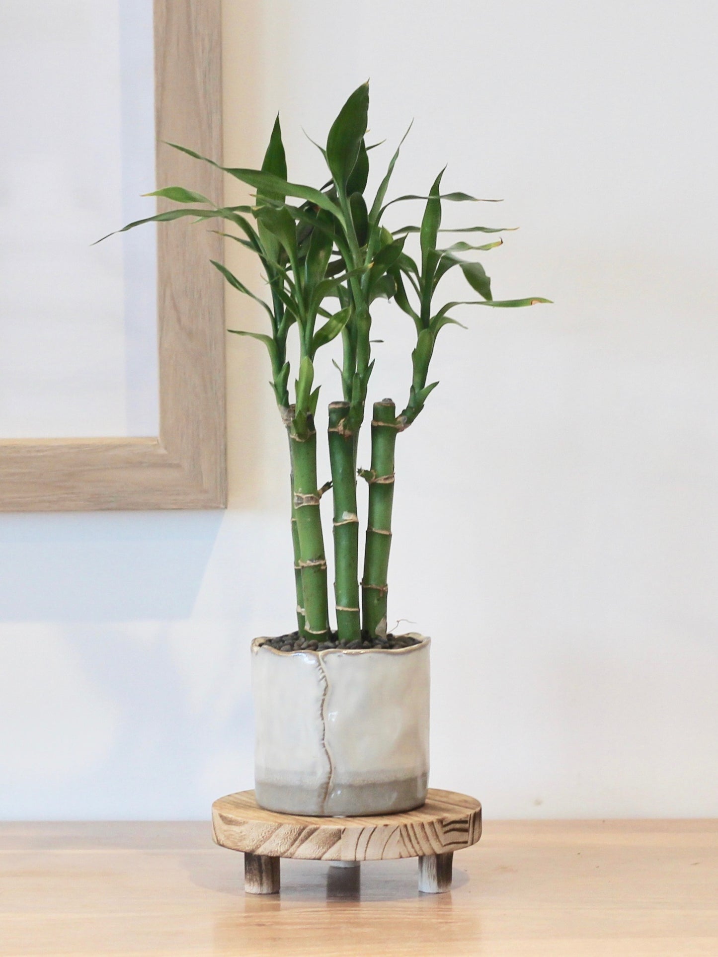 Lucky Bamboo - Haruki - 33cm