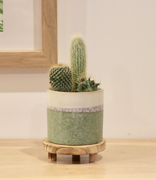 Medium Bonsai Timber Stand