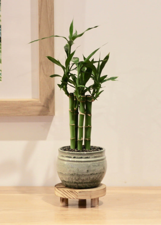 Small Bonsai Timber Stand