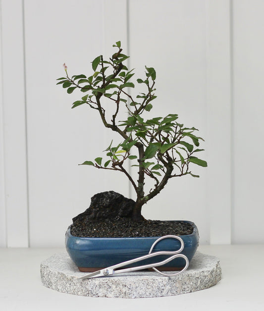 Bonsai - Lavender Star - 30cm