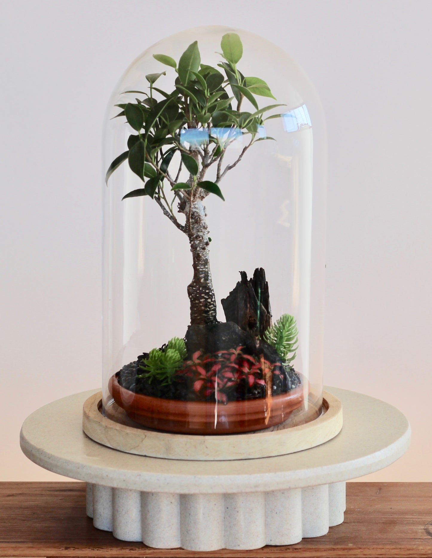 Bonsai Terrarium - Port Jackson Fig - 熱帯雨林 Nettaiurinc- 30cm