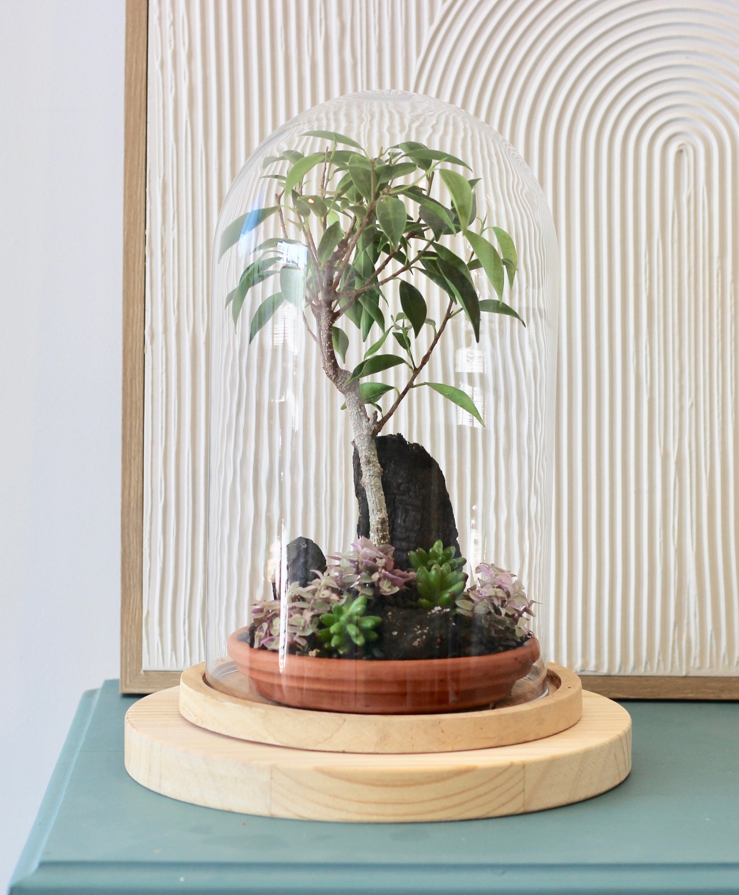 Bonsai Terrarium - Port Jackson Fig - 友情 - Yūjō 30cm