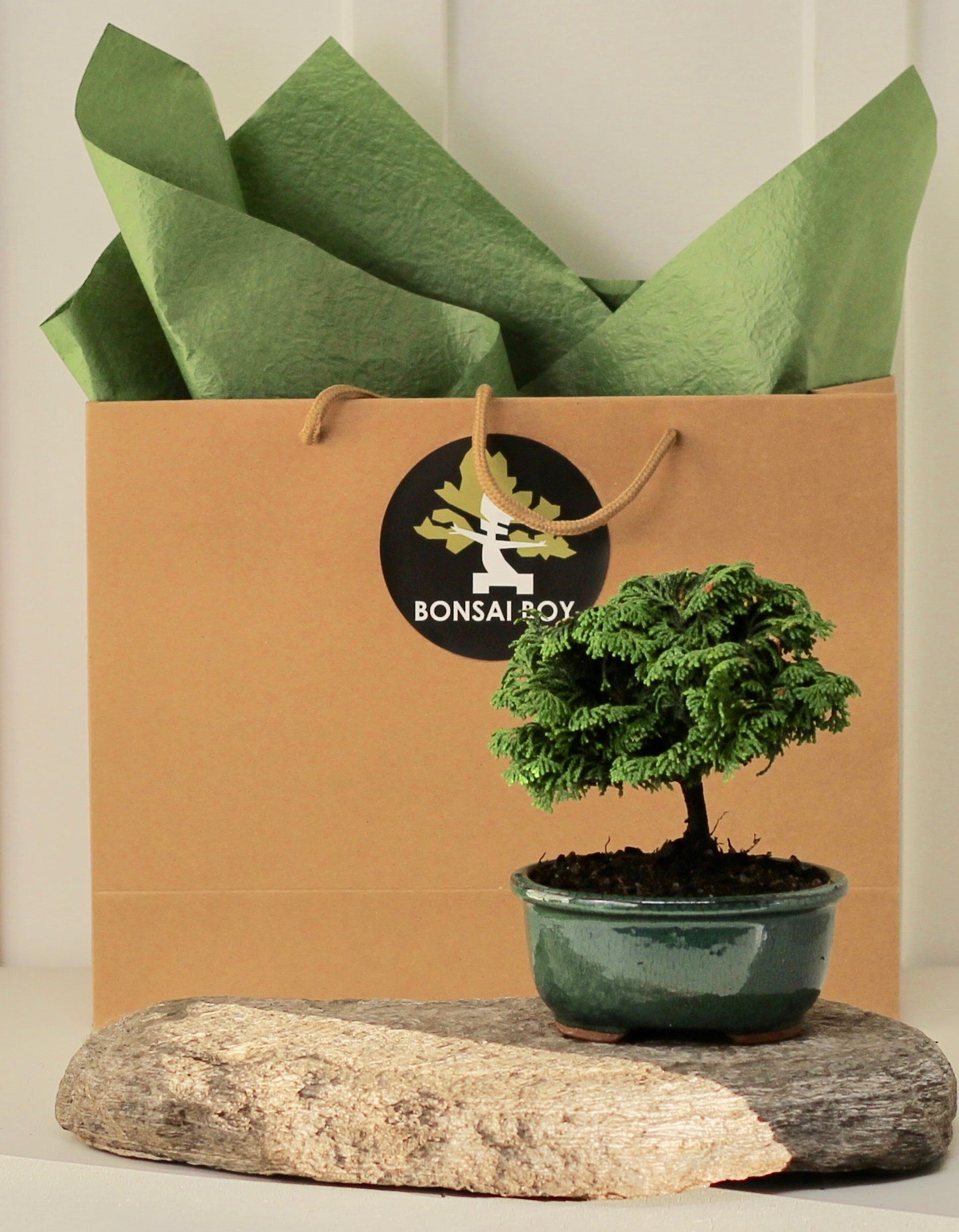 Bonsai - Conifer - Cleo - 18cm