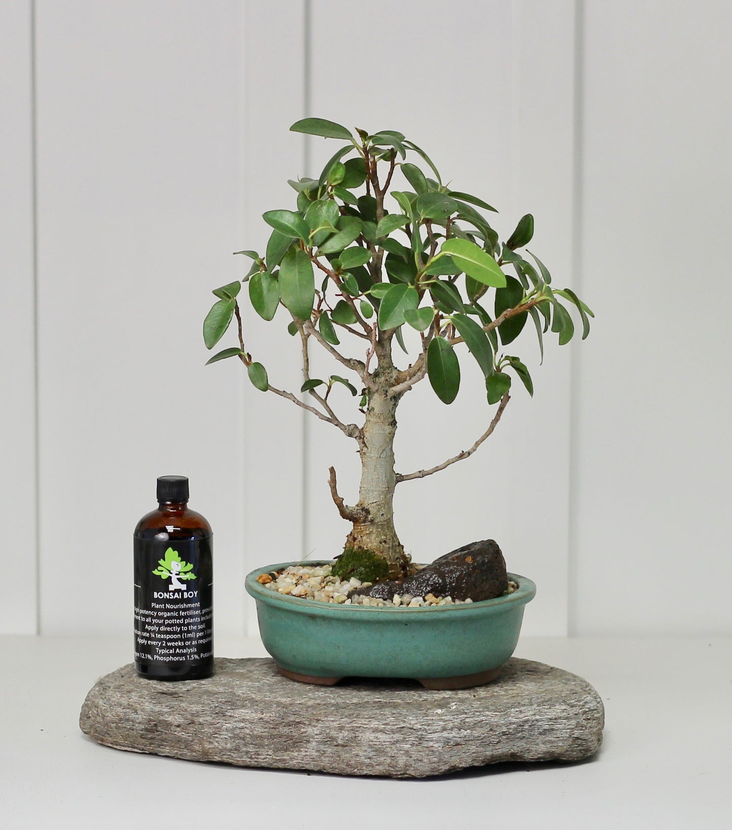 Bonsai - Port Jackson Fig - Laura - 35cm