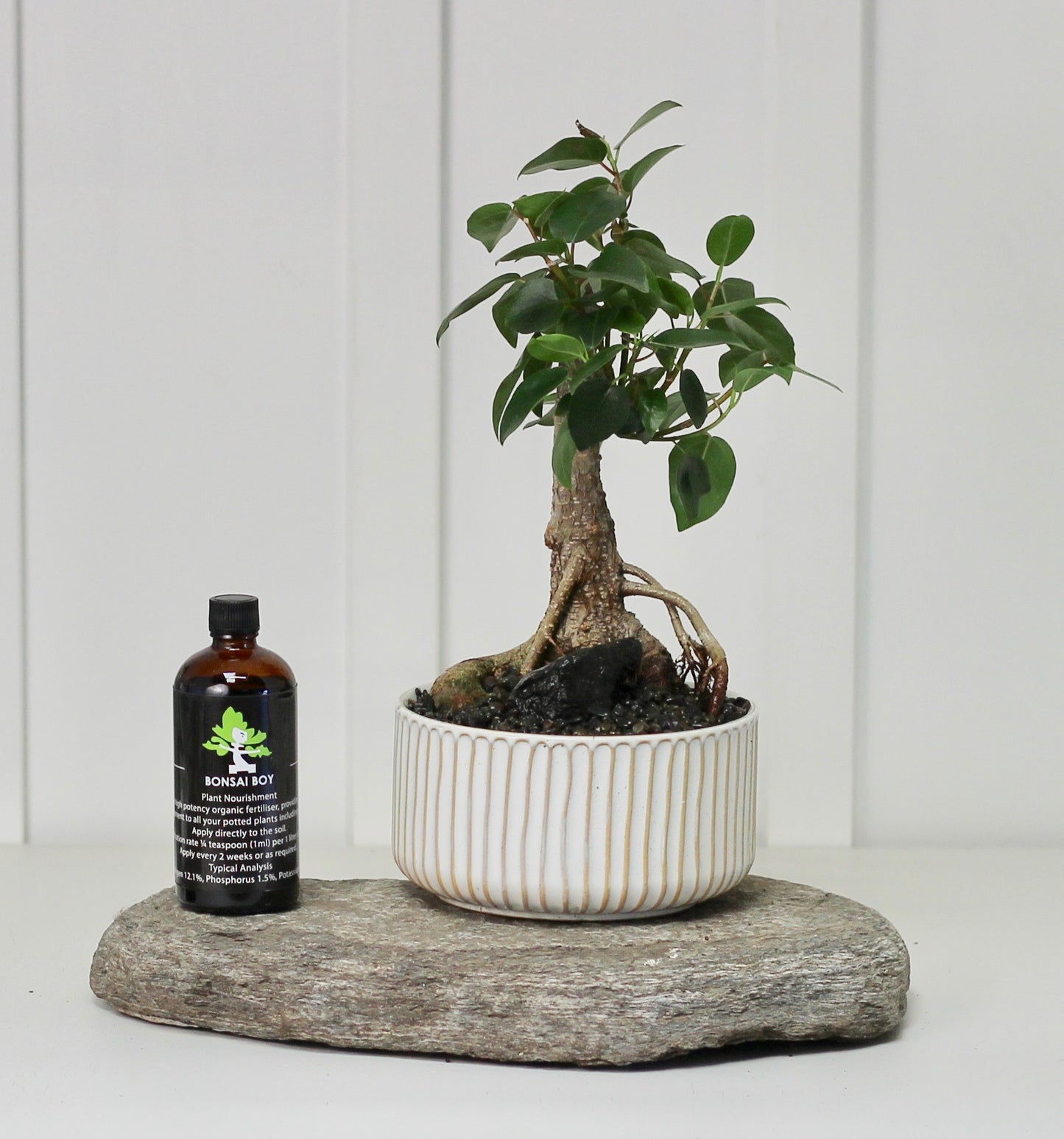 Bonsai - Port Jackson Fig - Dawson - 30cm
