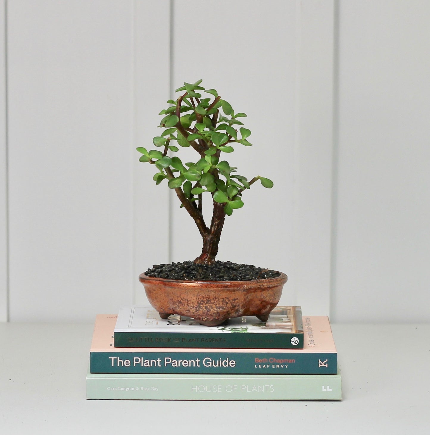 Bonsai - Crassula Ovata - Toto- 23cm