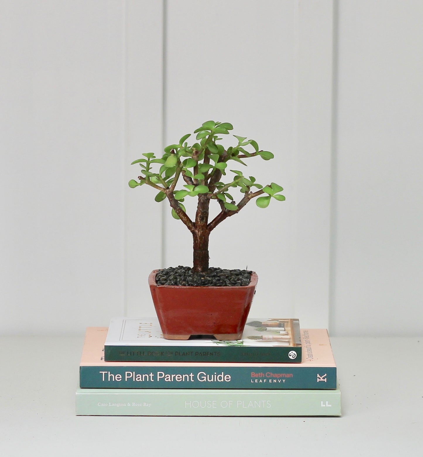 Bonsai - Crassula Ovata - Ed - 21cm
