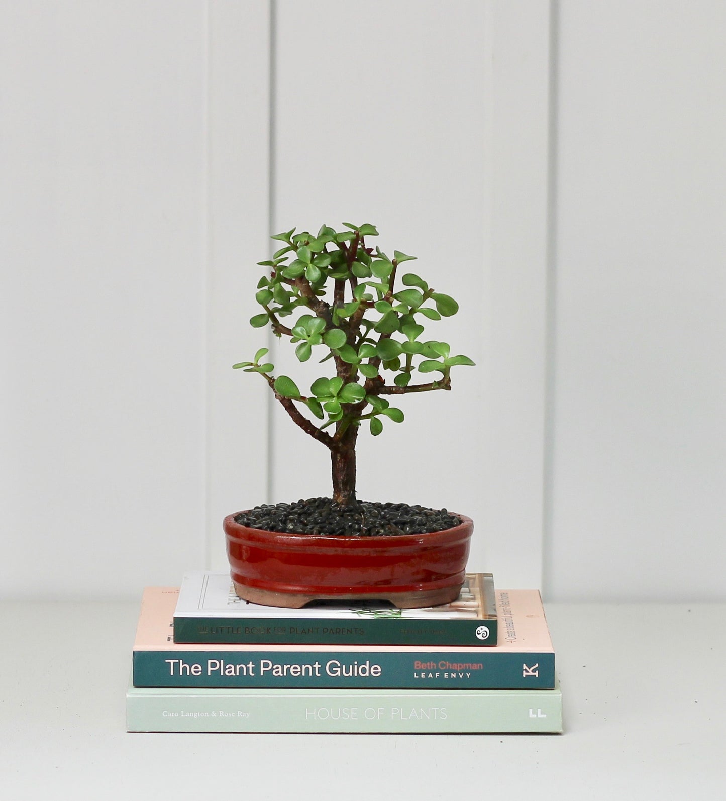 Bonsai - Crassula Ovata - Lennie - 23cm