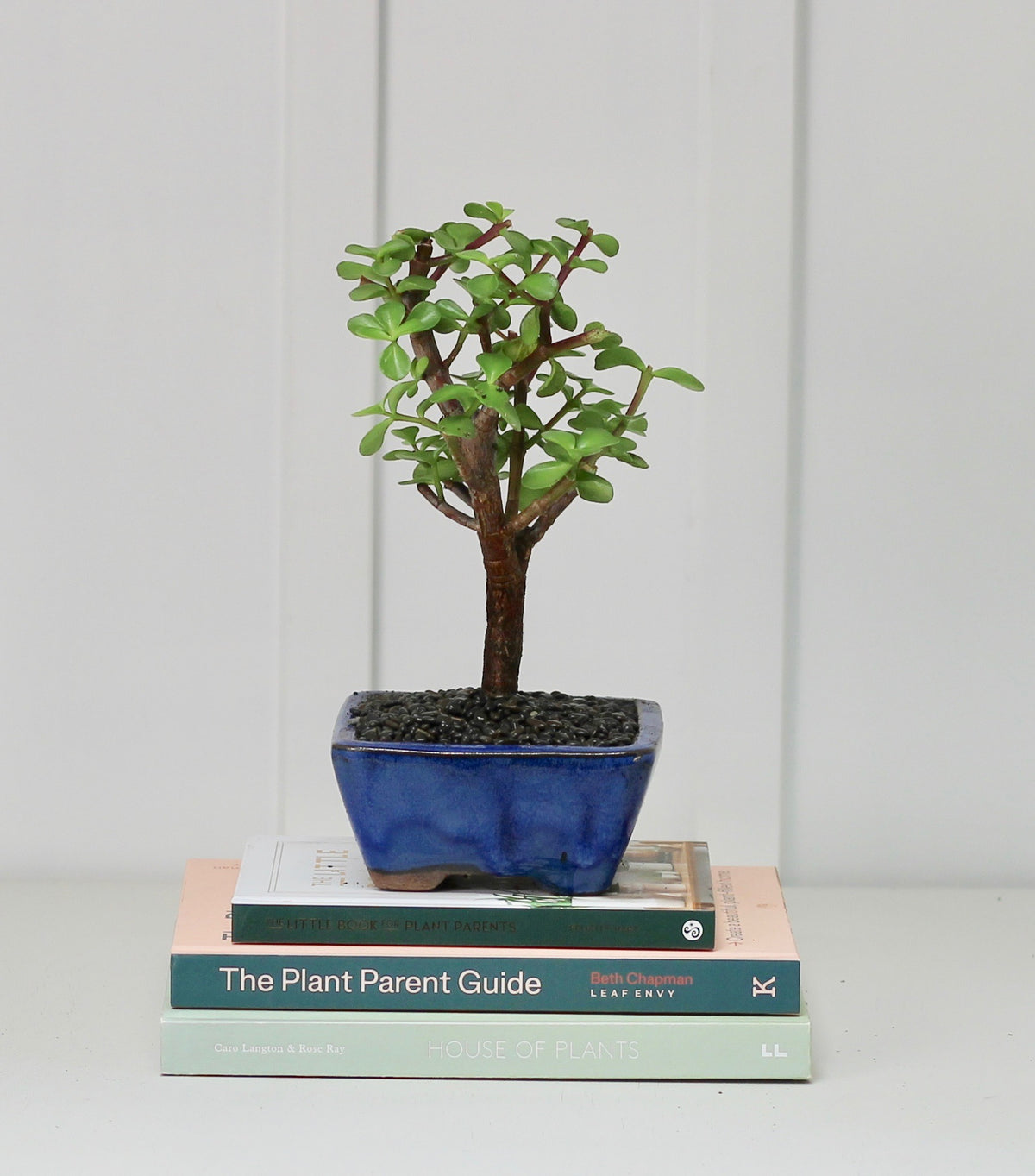 Bonsai - Crassula Ovata - Rayanne - 23cm