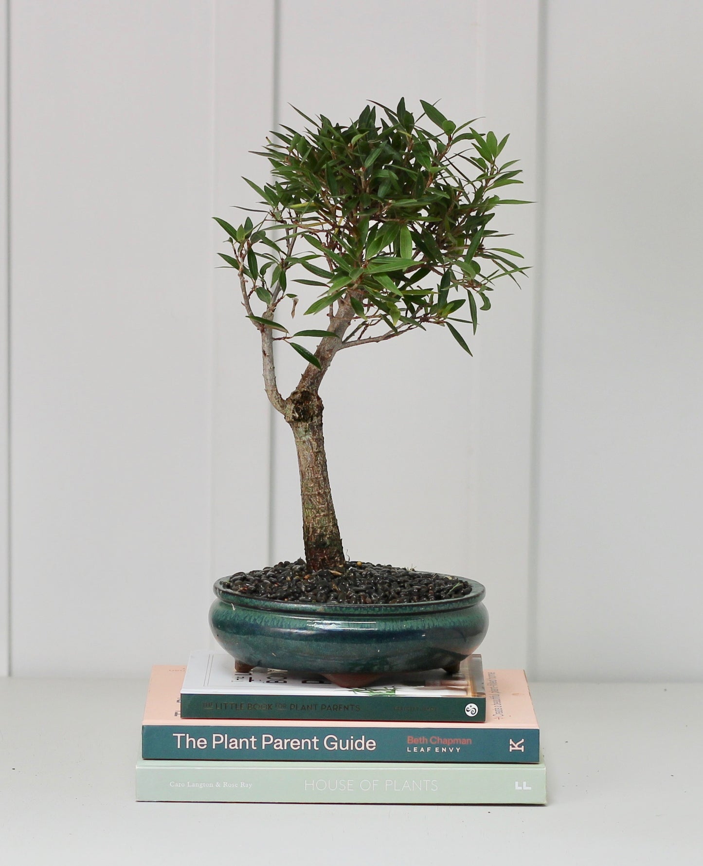 Bonsai - Port Jackson Fig - Fiona - 35cm