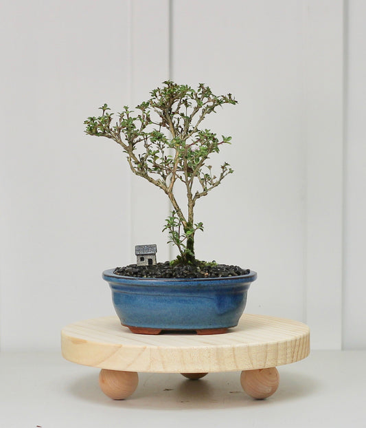 Bonsai - Serissa - Pink Flowering - 23cm