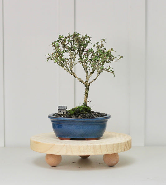 Bonsai - Serissa - Pink Flowering - 23cm