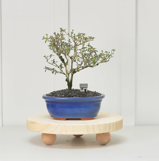 Bonsai - Serissa - Pink Flowering - 23cm