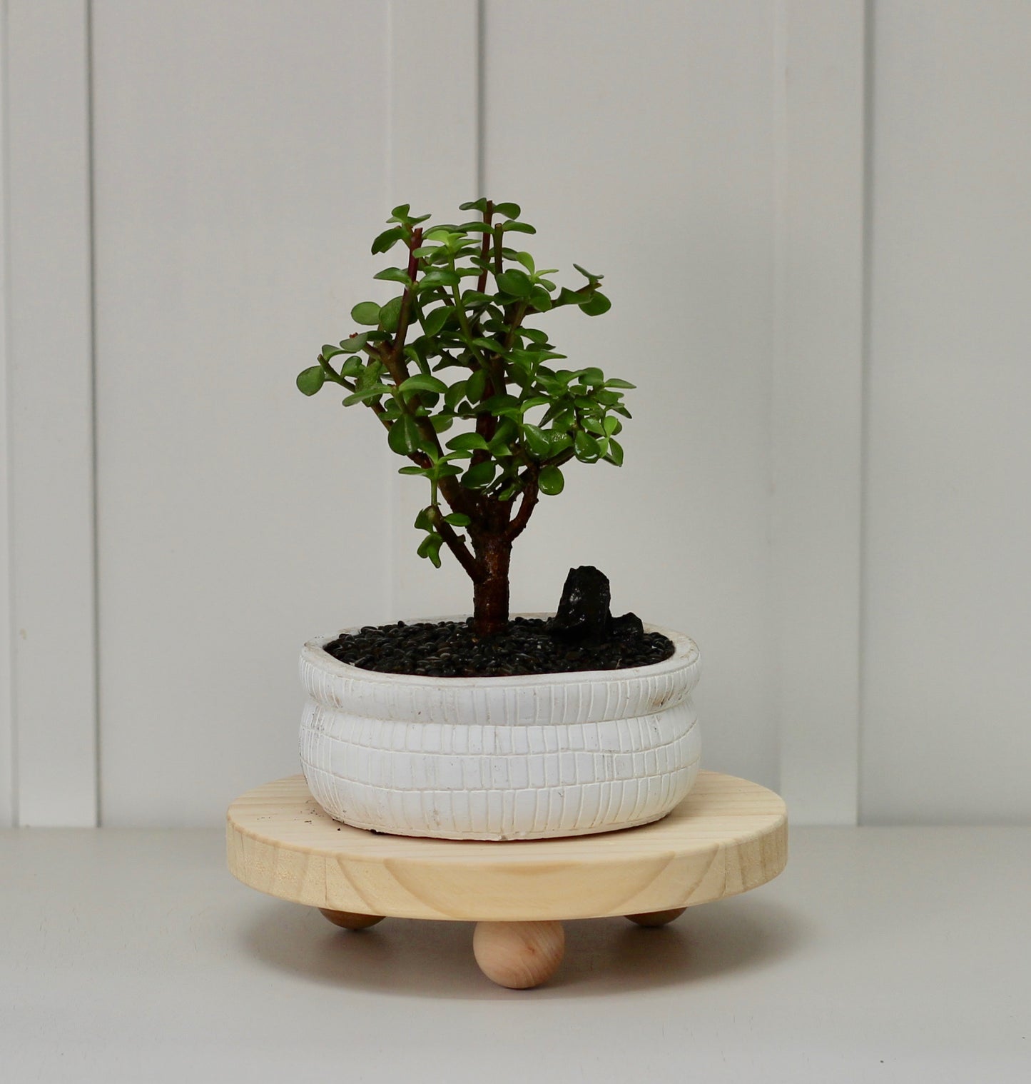 Bonsai - Crassula Ovata - Willa - 32cm