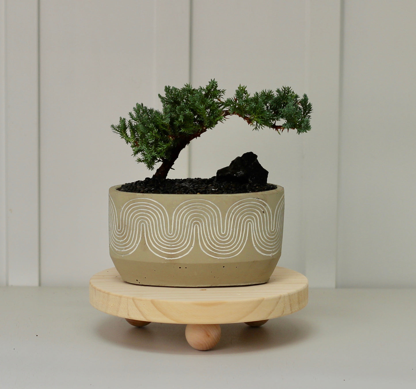 Bonsai - Juniper - Dallas - 27cm