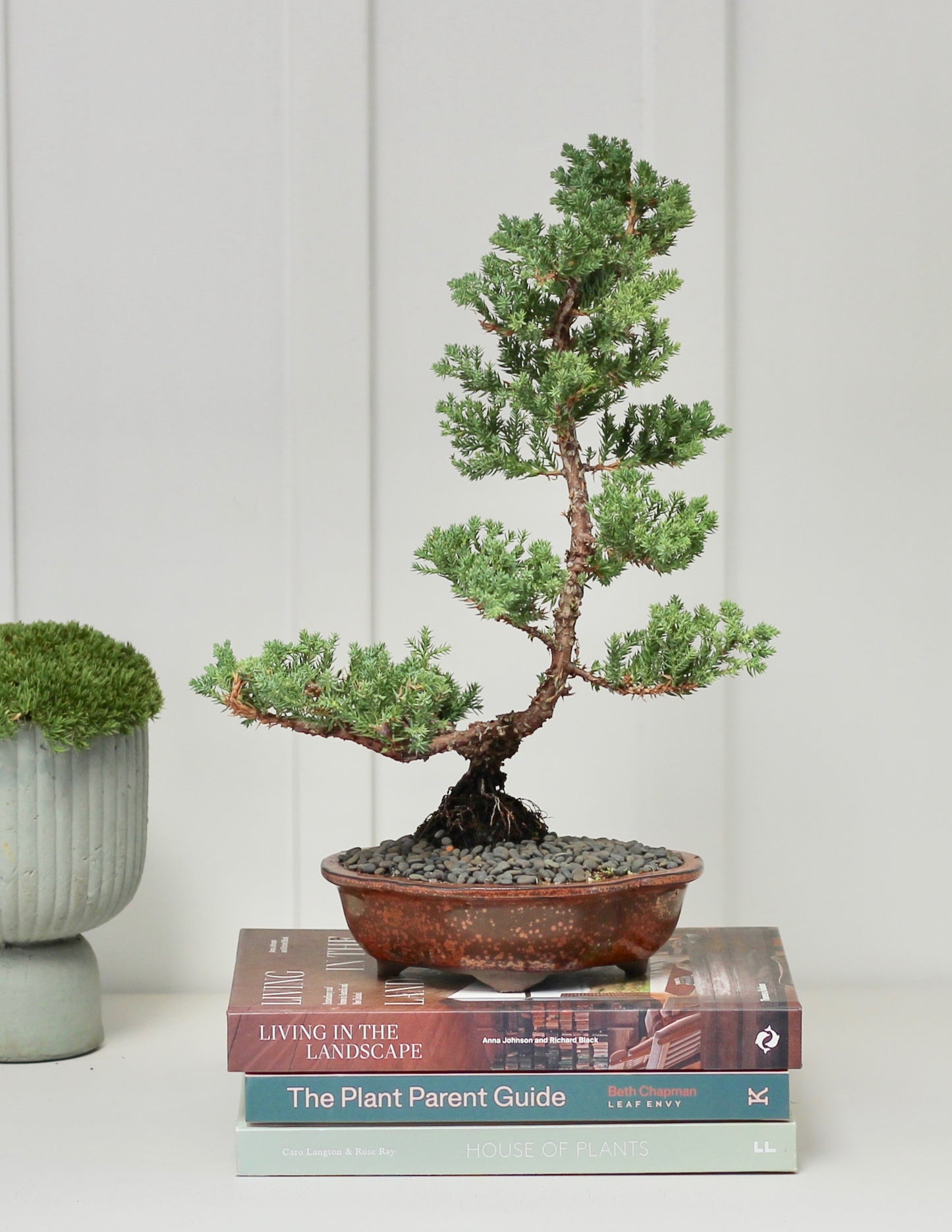 Bonsai - Juniper - Matilda - 44cm