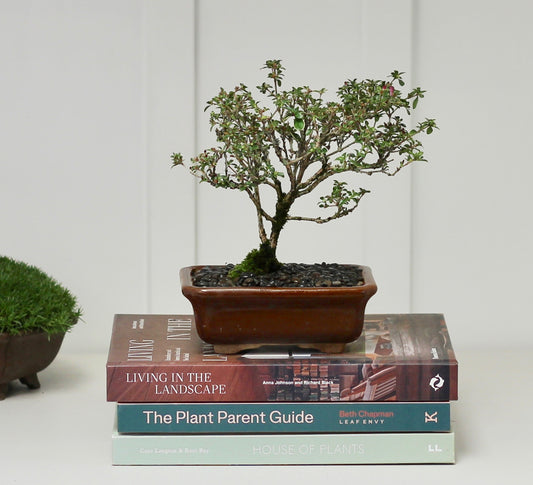 Bonsai - Serissa - Pink Flowering - 15cm