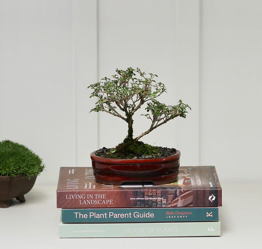 Bonsai - Serissa - Pink Flowering - 15cm