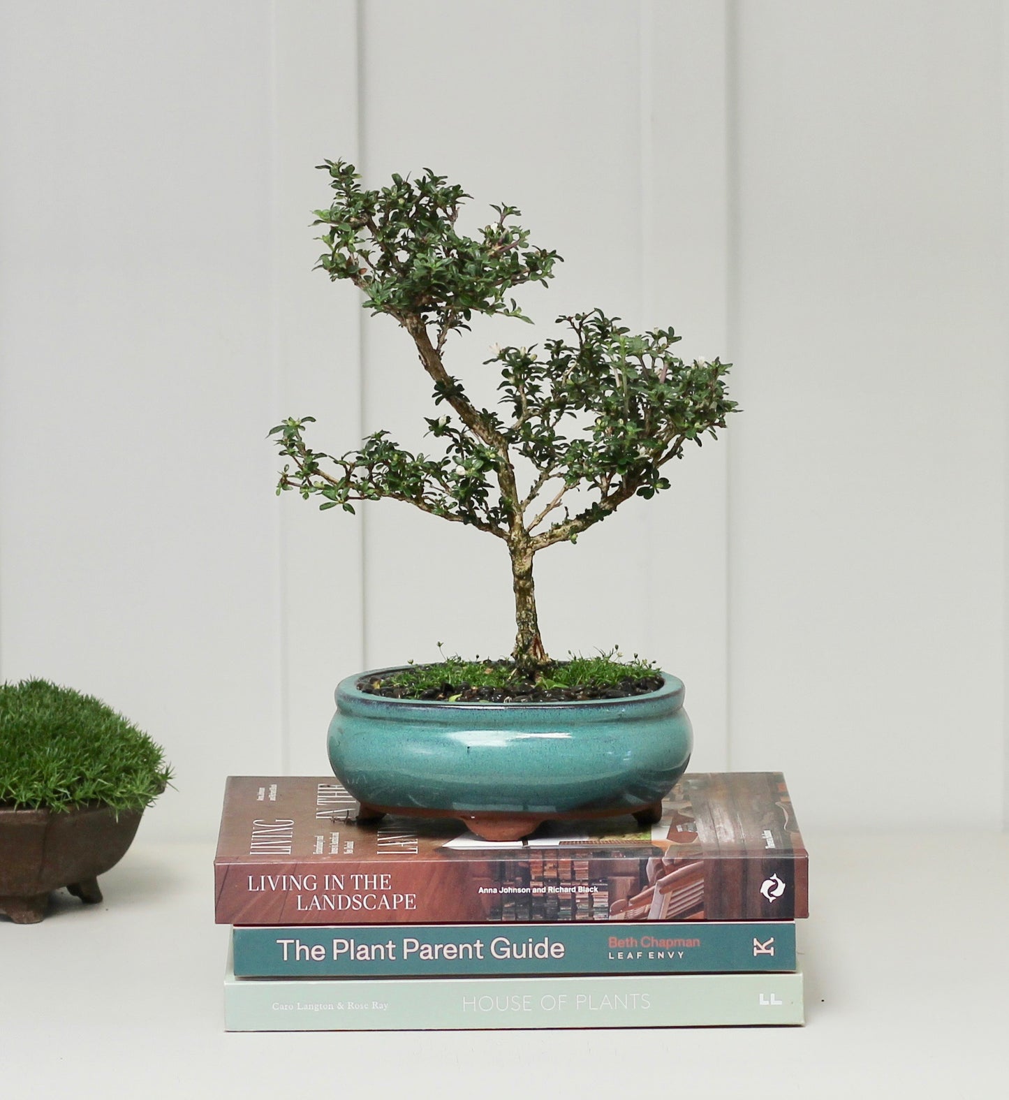 Bonsai - Serissa - Pink Flowering - 30cm