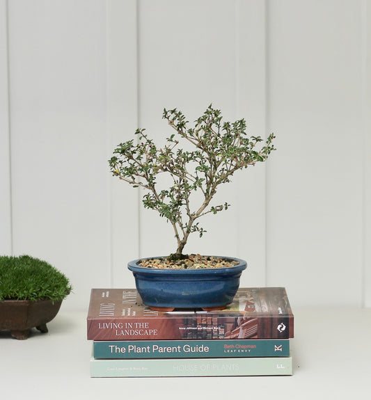 Bonsai - Serissa - Pink Flowering - 17cm