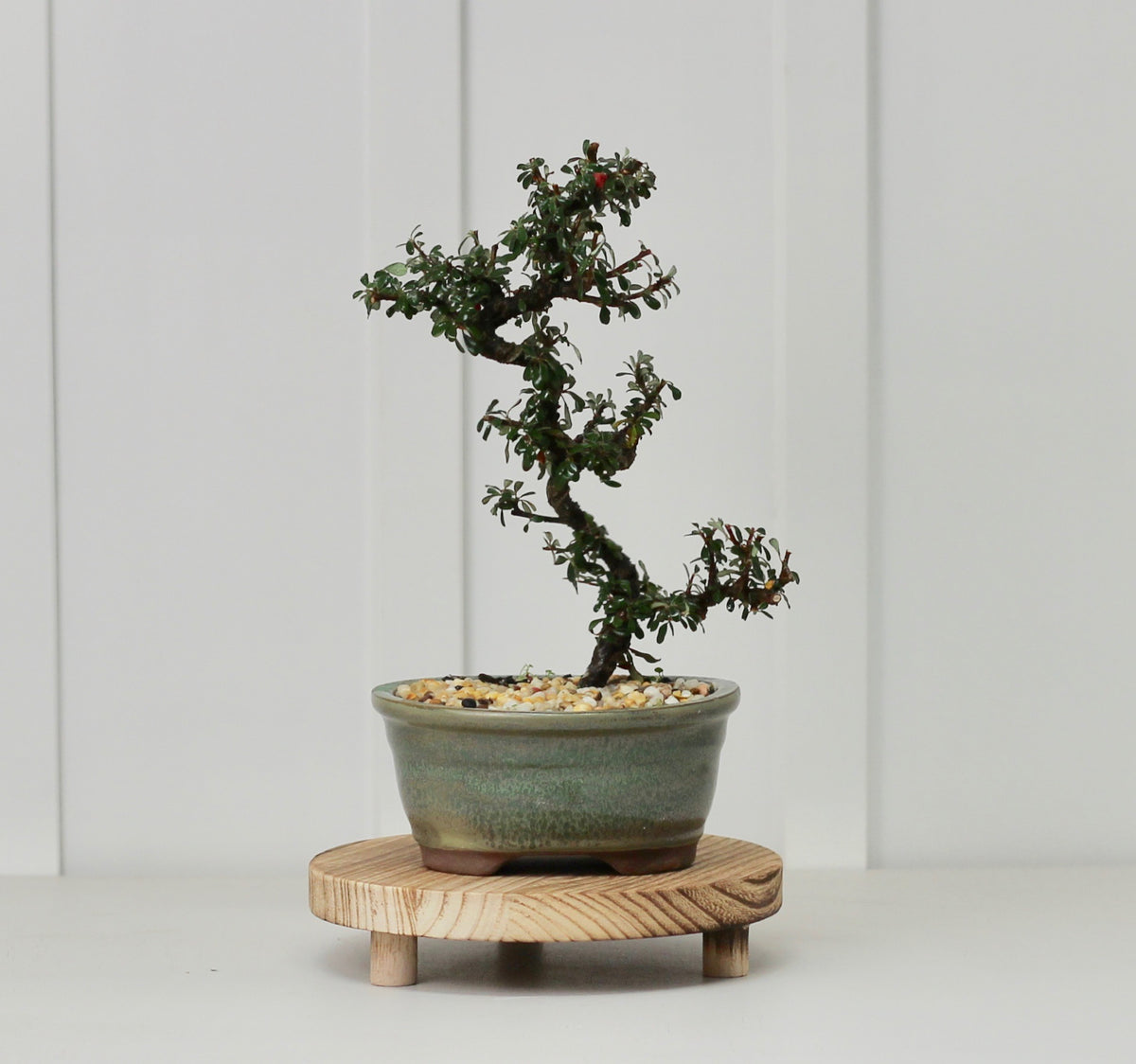 Bonsai - Cotoneaster - Matilda - 30cm