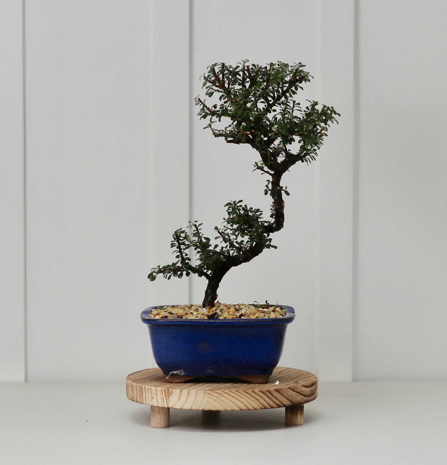 Bonsai - Cotoneaster - Lenni - 30cm