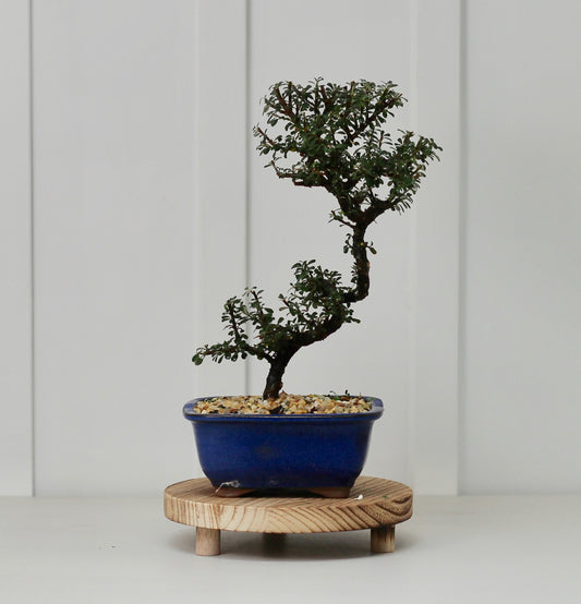 Bonsai - Cotoneaster - Lenni - 30cm