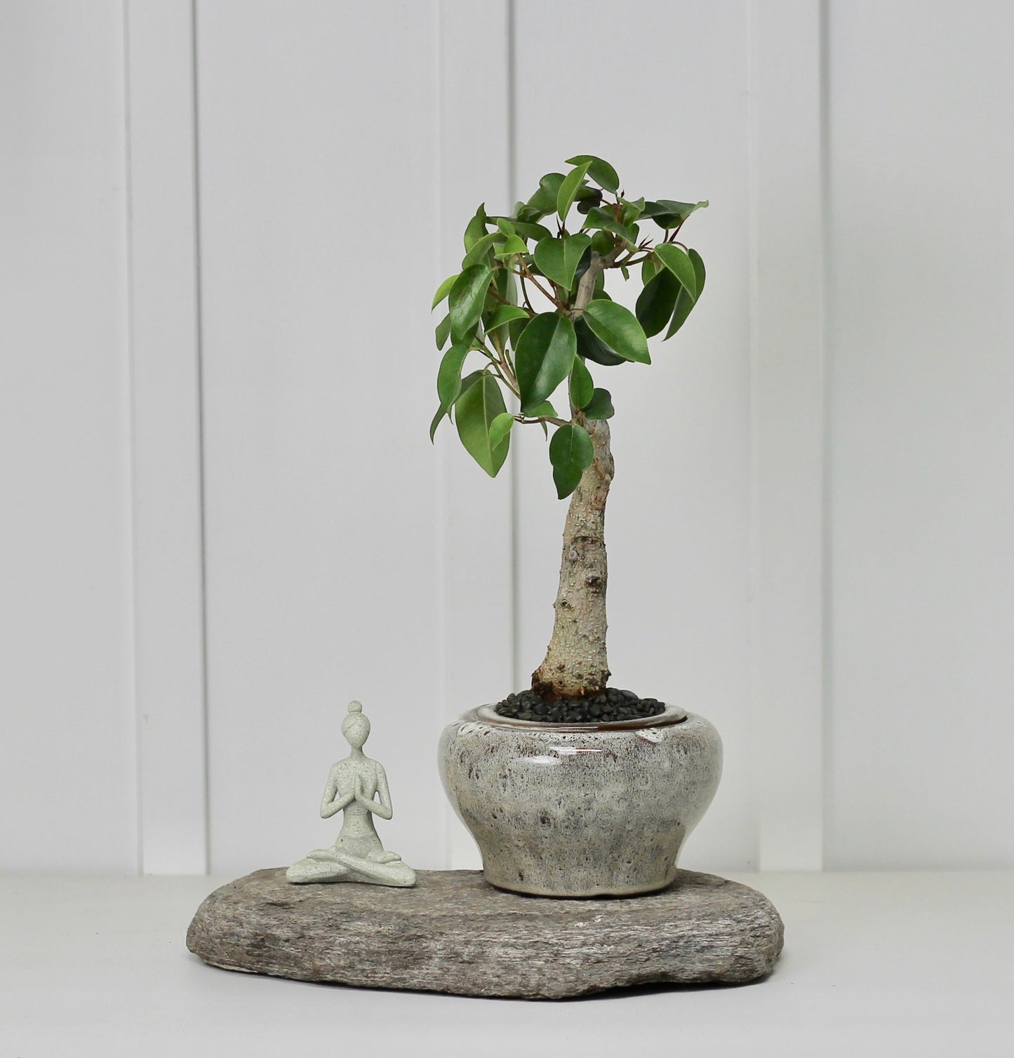 Bonsai - Port Jackson Fig - Self Watering Vessel - Grey