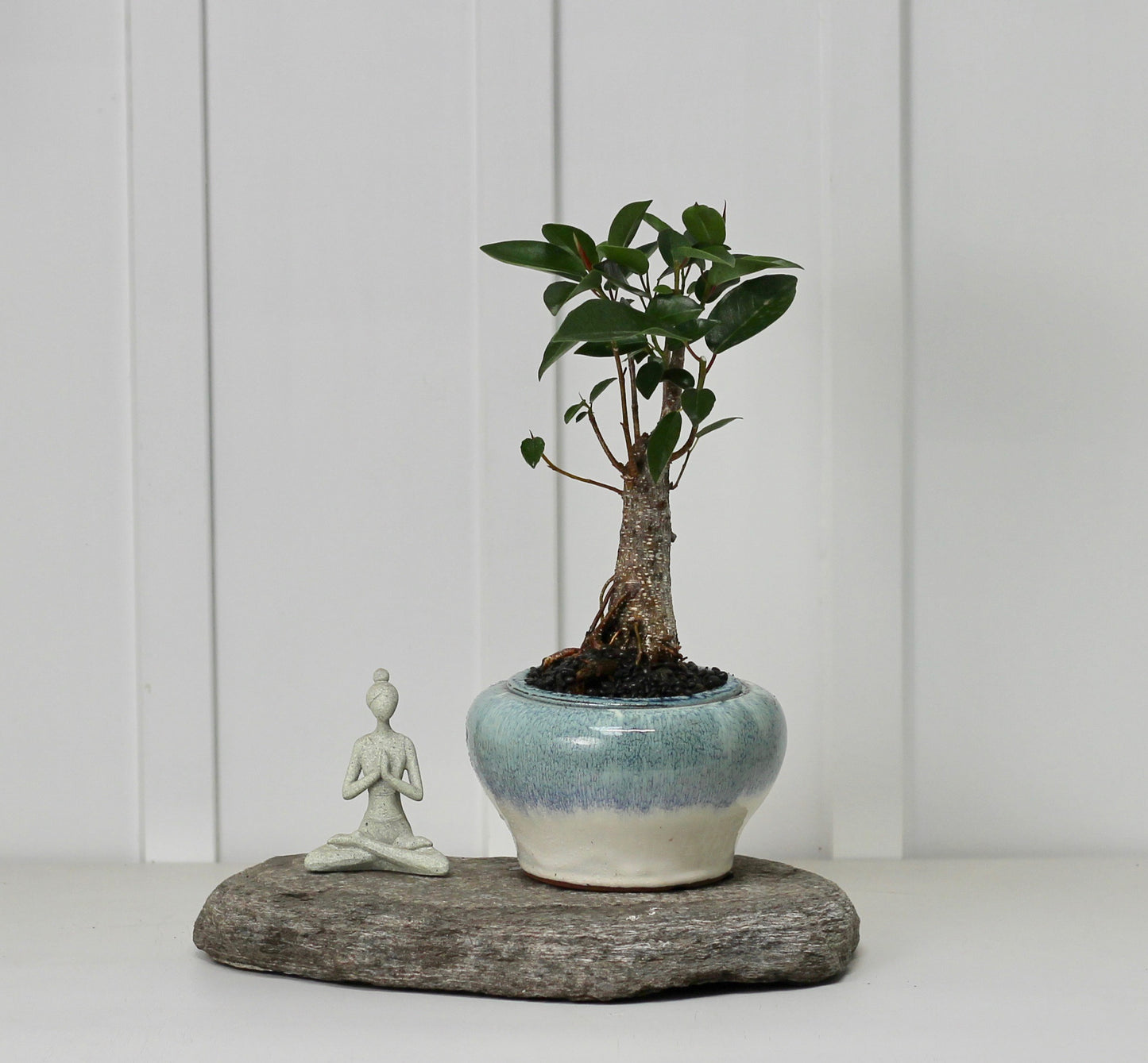 Bonsai - Port Jackson Fig - Self Watering Vessel - Ocean