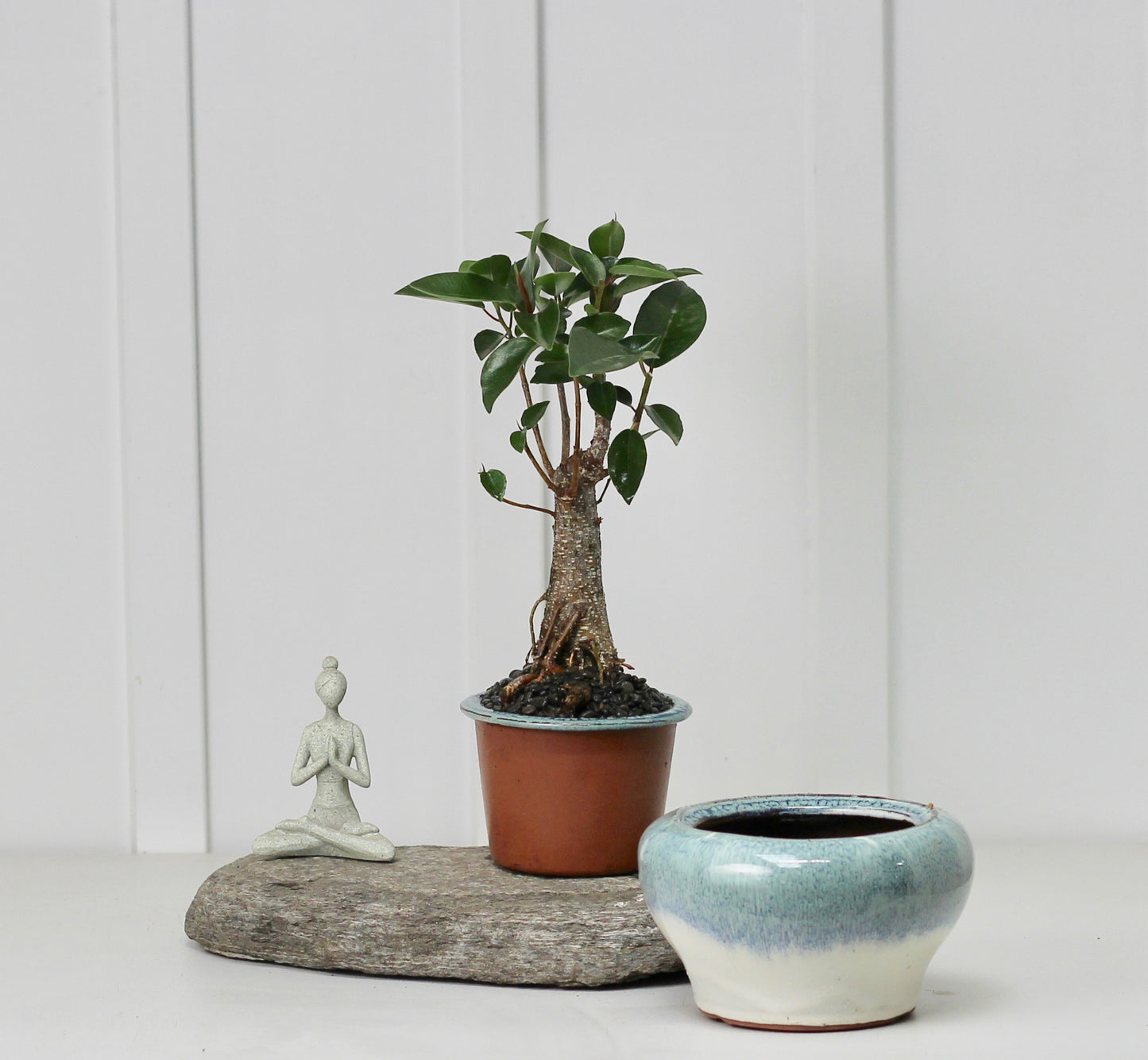 Bonsai - Port Jackson Fig - Self Watering Vessel - Ocean