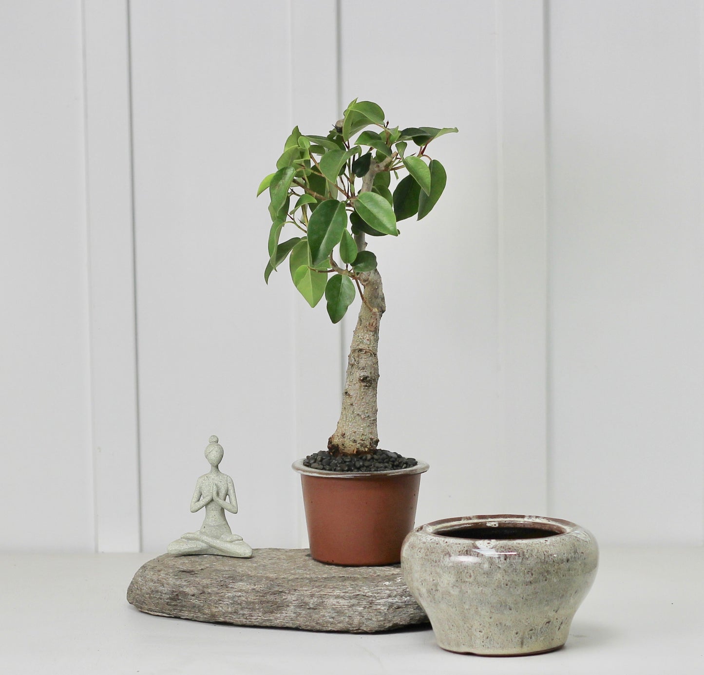 Bonsai - Port Jackson Fig - Self Watering Vessel - Grey