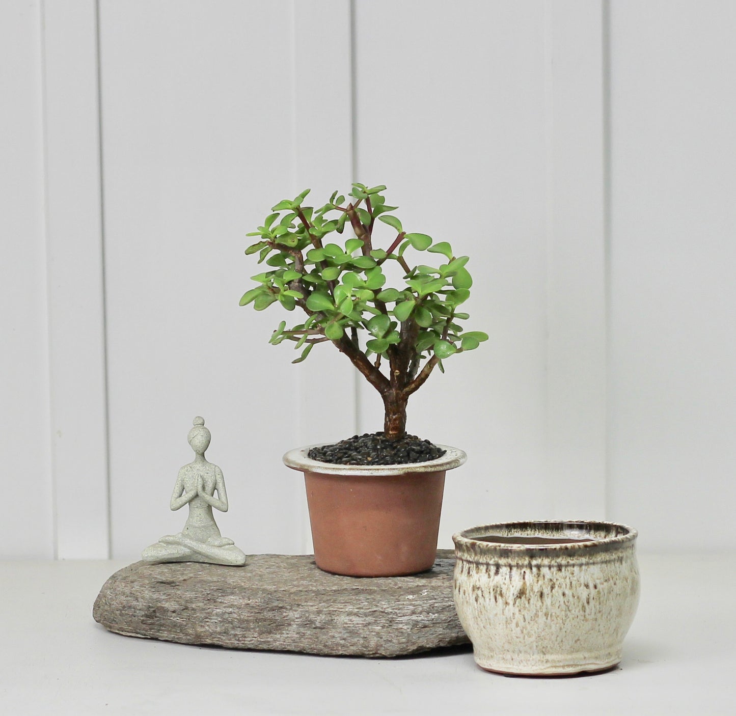 Bonsai - Crassula Ovata - Self Watering Vessel - Earth