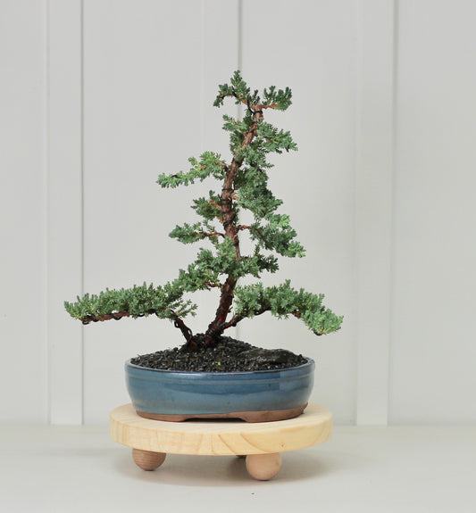 Bonsai - Juniper - Olive - 37cm
