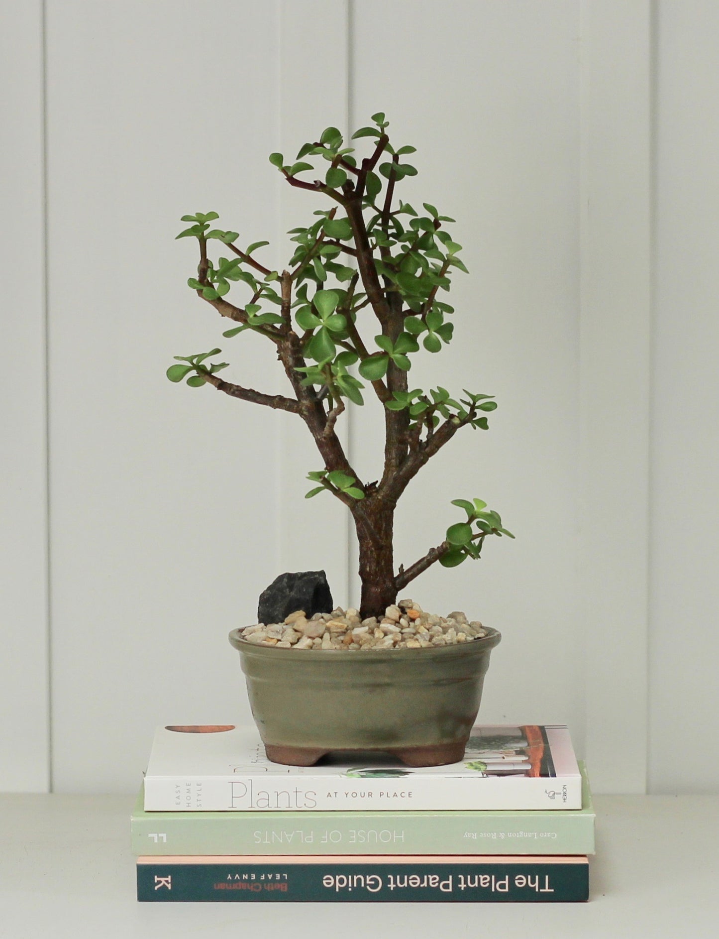 Bonsai - Crassula Ovata - Leon - 35cm