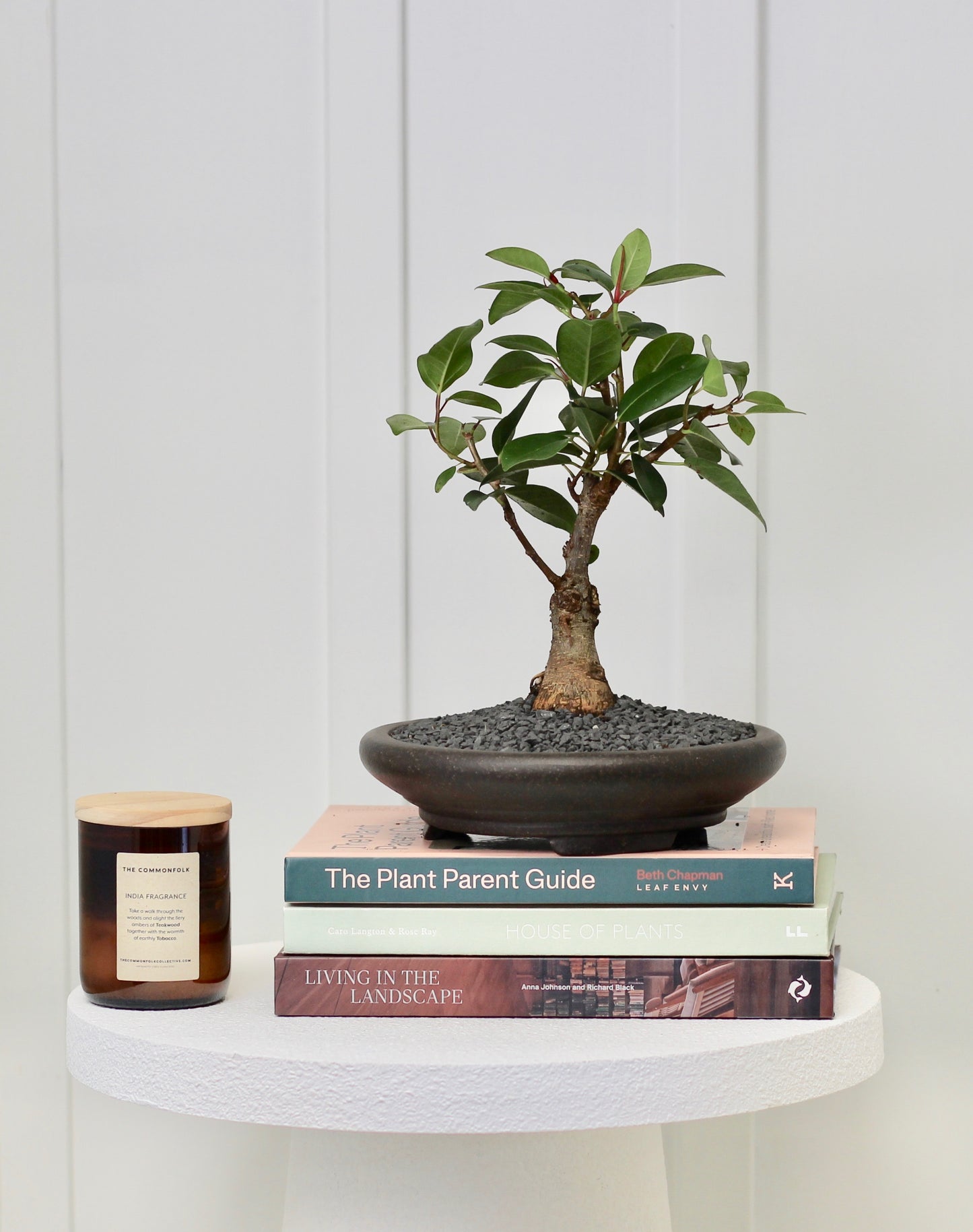 Bonsai - Port Jackson Fig - Hugo - 29cm