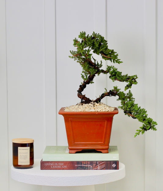 Bonsai - Juniper - Queenie - 45cm