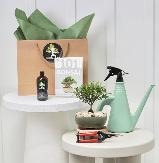 Bonsai Starter Kit - Little Ruby Fig - γͺγγ«γ»γ«γγΌγγ£γ° - 21cm