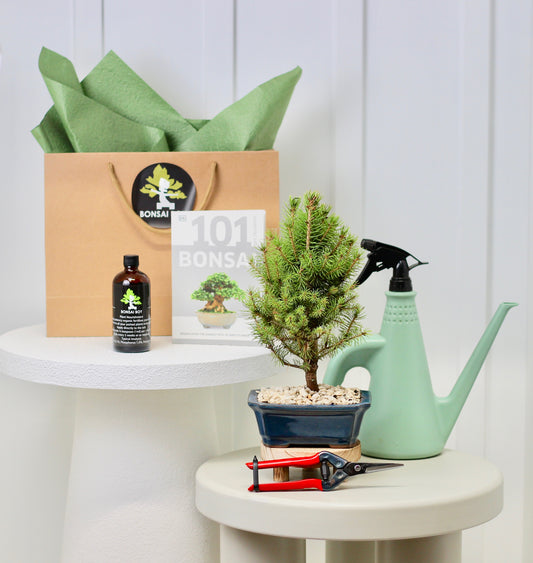 Bonsai Starter Kit - Picea - γγ»γ’ - 30cm