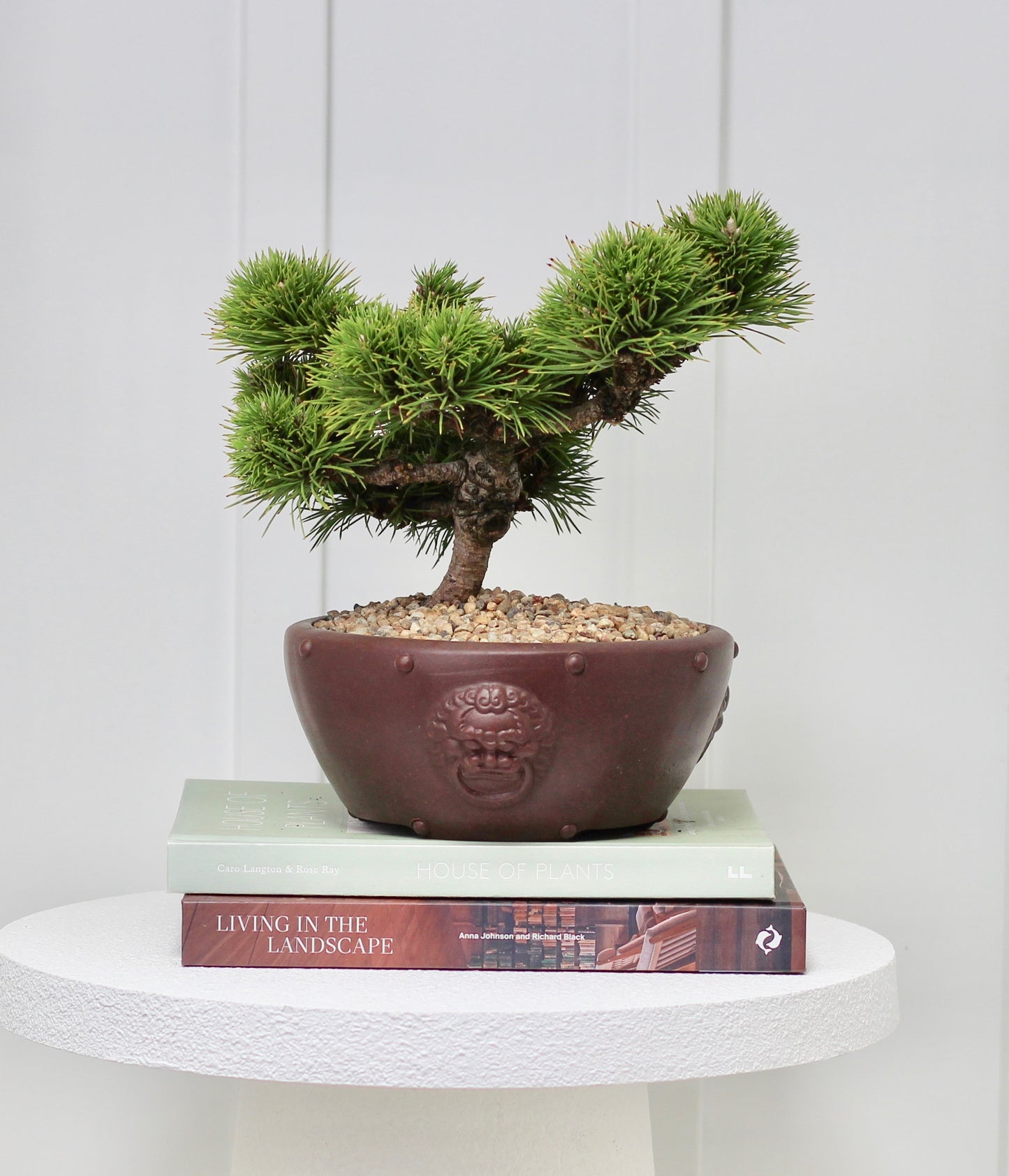 Bonsai - Japanese White Pine - Leo - 28cm