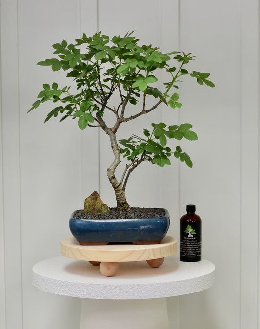 Bonsai - Desert Ash - Violet - 44cm