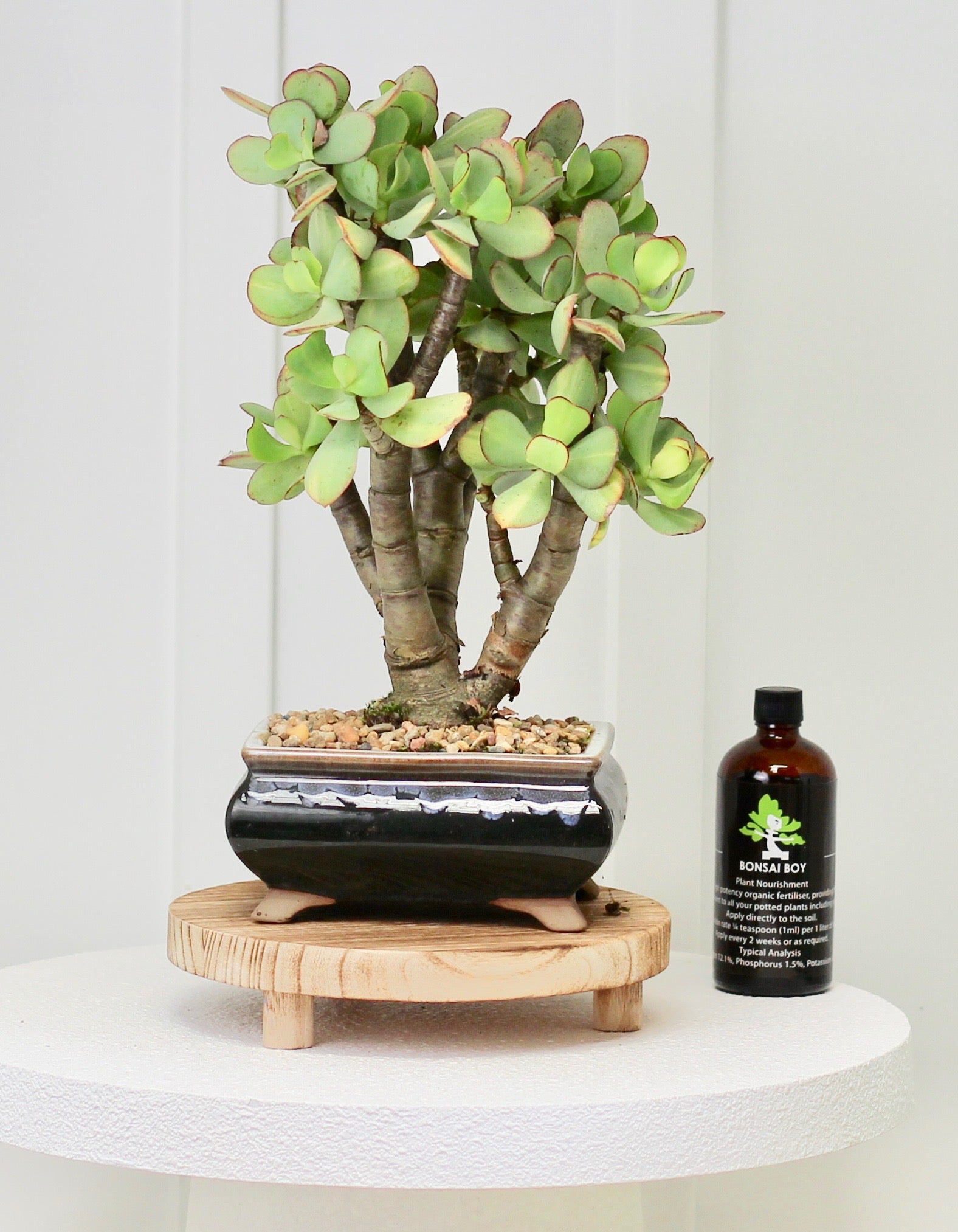 crassula bonsai Bonsai Starter Kit - Jade Crassula - Levi