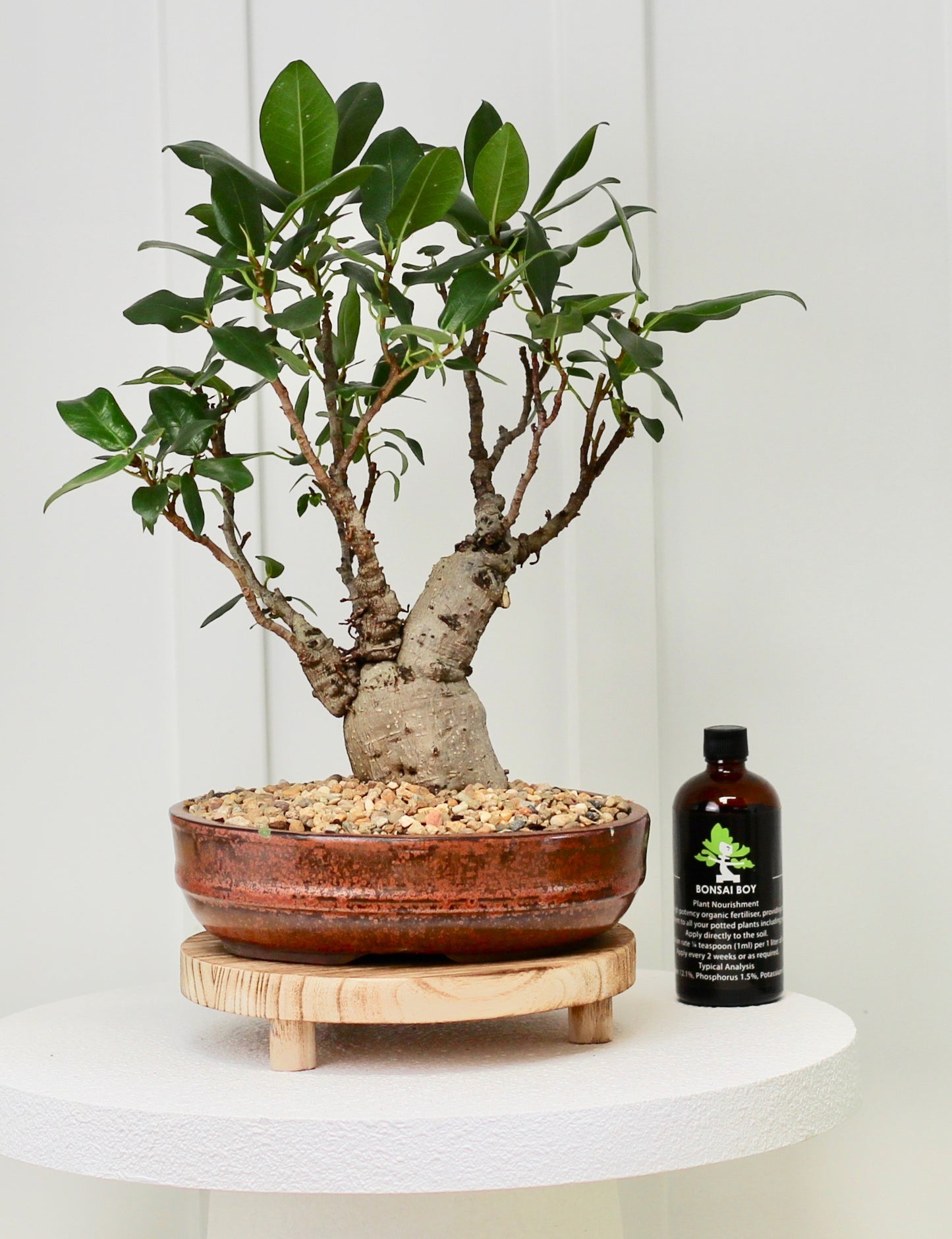 Bonsai - Port Jackson Fig - Cooper - 35cm