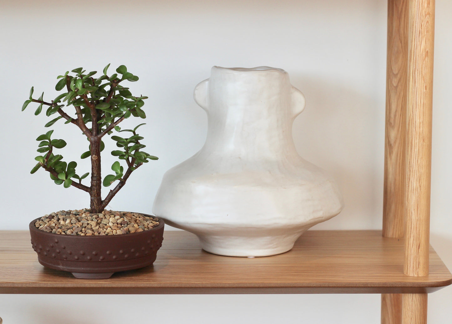 Bonsai - Dwarf Crassula Ovata - Lorna - 23cm
