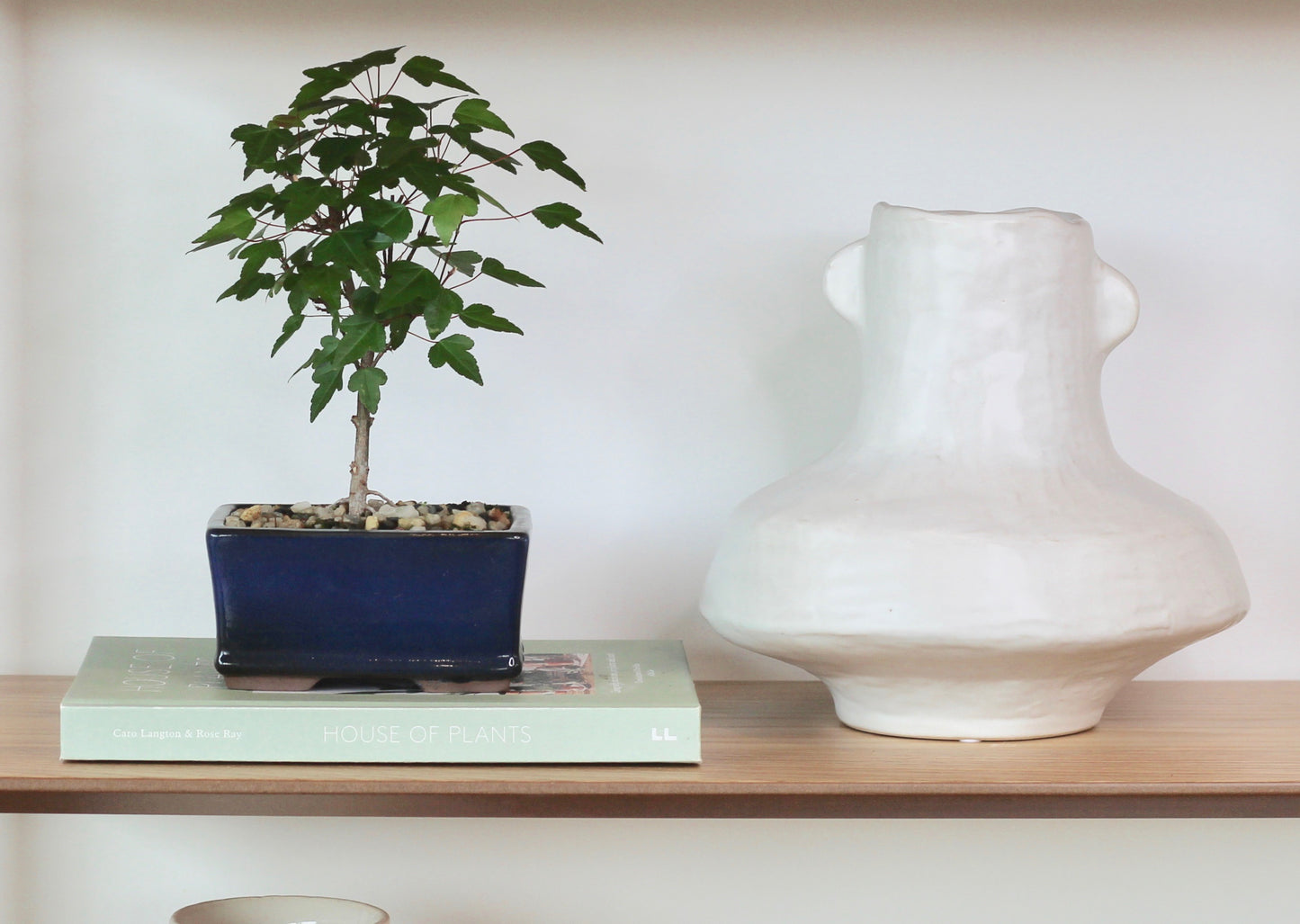 Bonsai - Trident Maple - Kat - 25cm